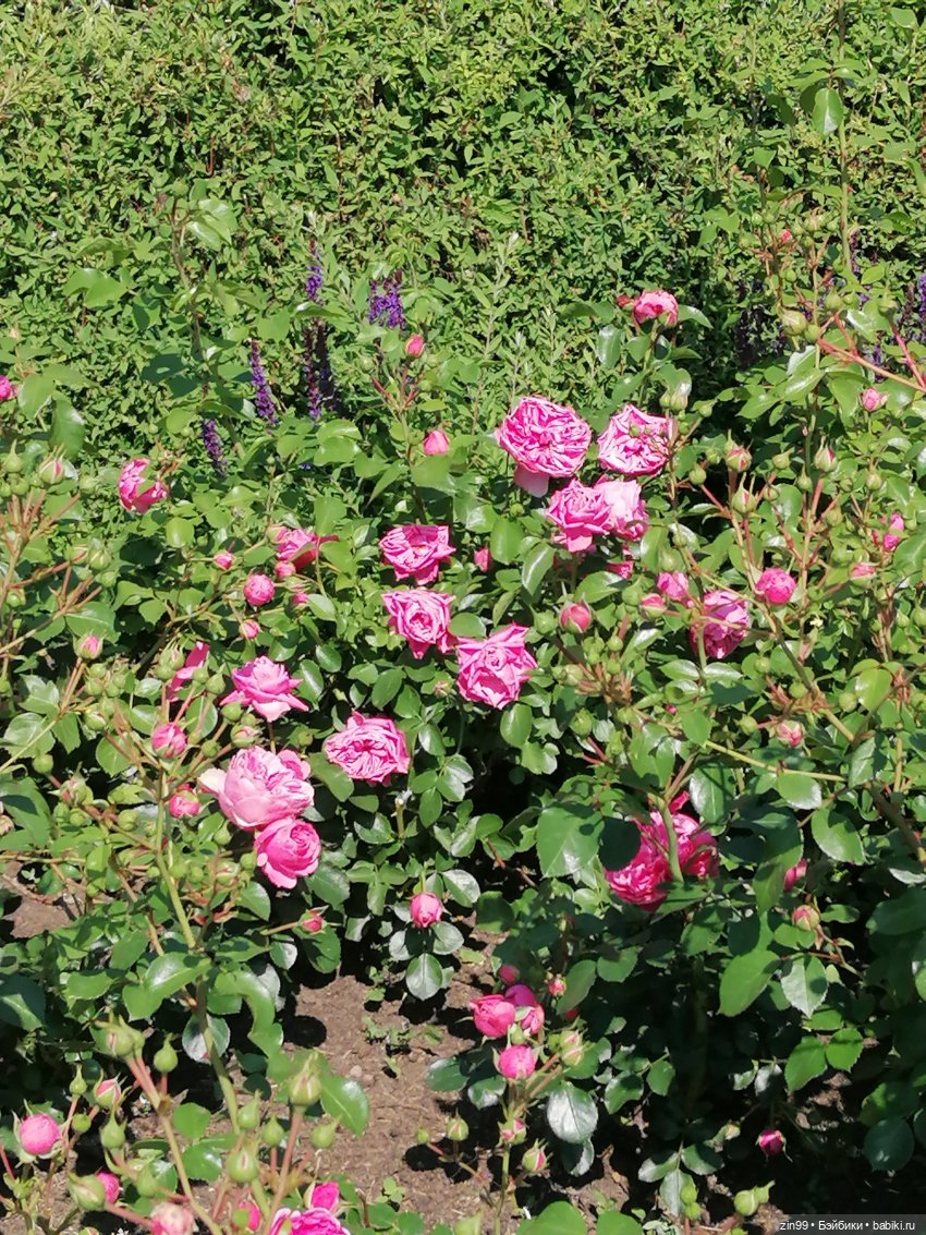 Куклы Ллоренс и прогулка по ВДНХ в июне 2023 года