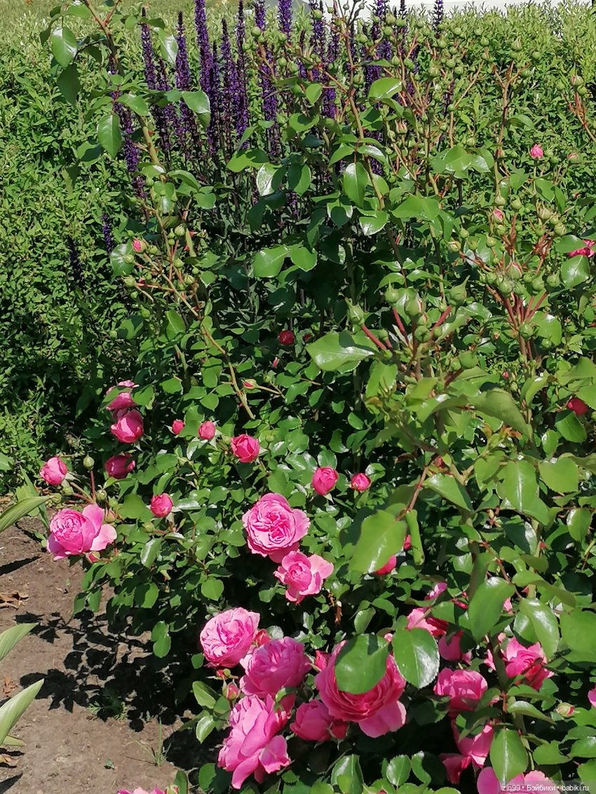 Куклы Ллоренс и прогулка по ВДНХ в июне 2023 года