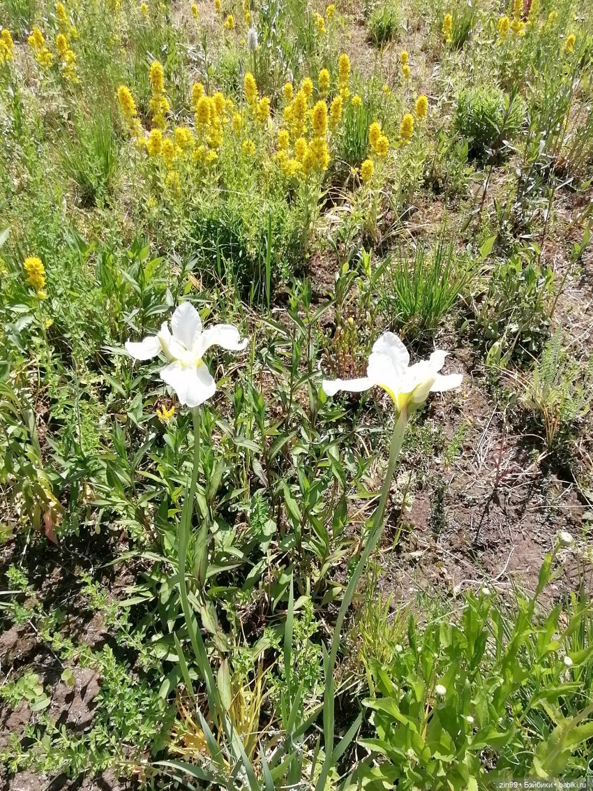 Куклы Ллоренс и прогулка по ВДНХ в июне 2023 года