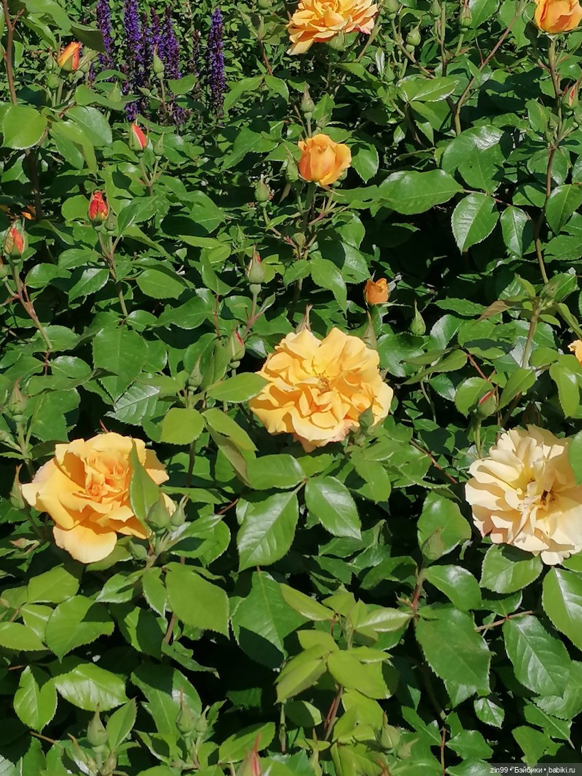 Куклы Ллоренс и прогулка по ВДНХ в июне 2023 года