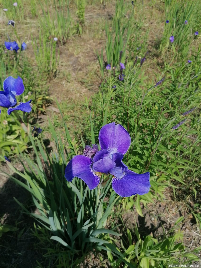 Куклы Ллоренс и прогулка по ВДНХ в июне 2023 года (фото 4)