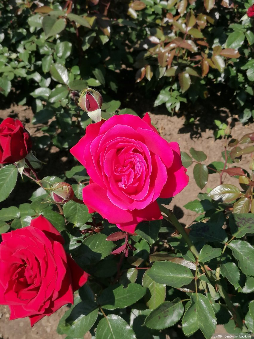 Куклы Ллоренс и прогулка по ВДНХ в июне 2023 года (фото 2)