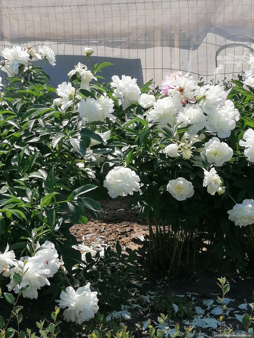 Куклы Ллоренс и прогулка по ВДНХ в июне 2023 года