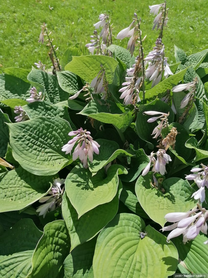 Гидрофлай фест! Не жарко. Приезд новенькой