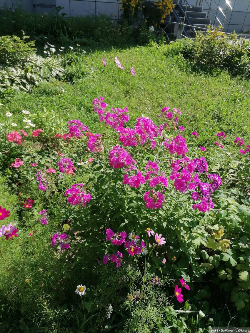 Shadow High Рейна Глитч Краун