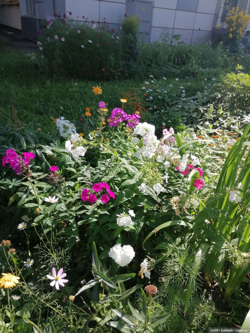 Shadow High Рейна Глитч Краун