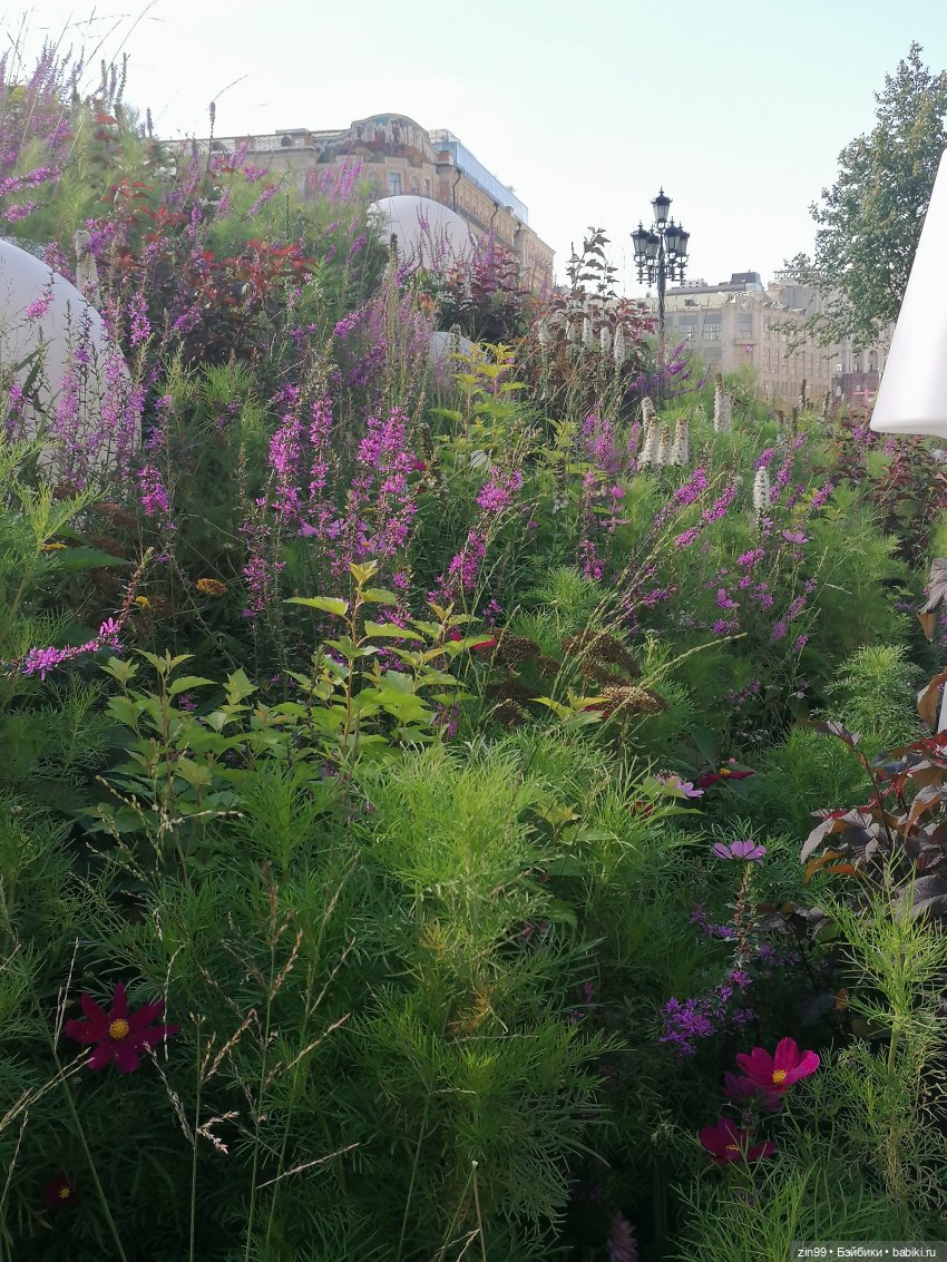 Цветочный джем в Москве А также Манеж, ГУМ