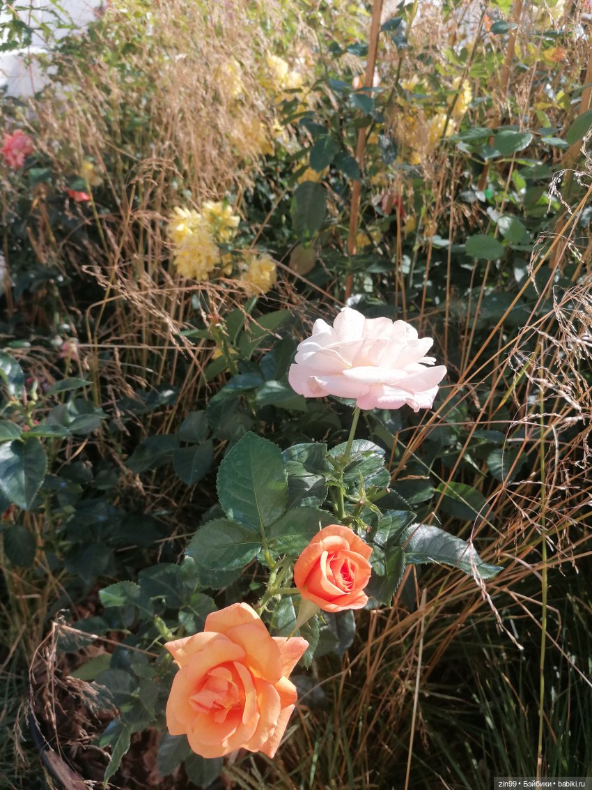 Цветочный джем в Москве А также Манеж, ГУМ