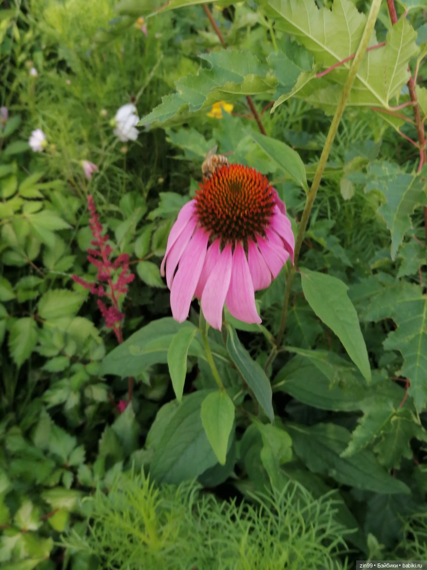 Цветочный джем в Москве А также Манеж, ГУМ