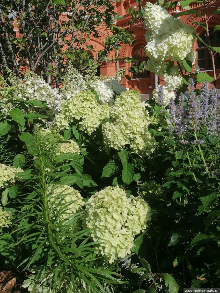 Цветочный джем в Москве А также Манеж, ГУМ