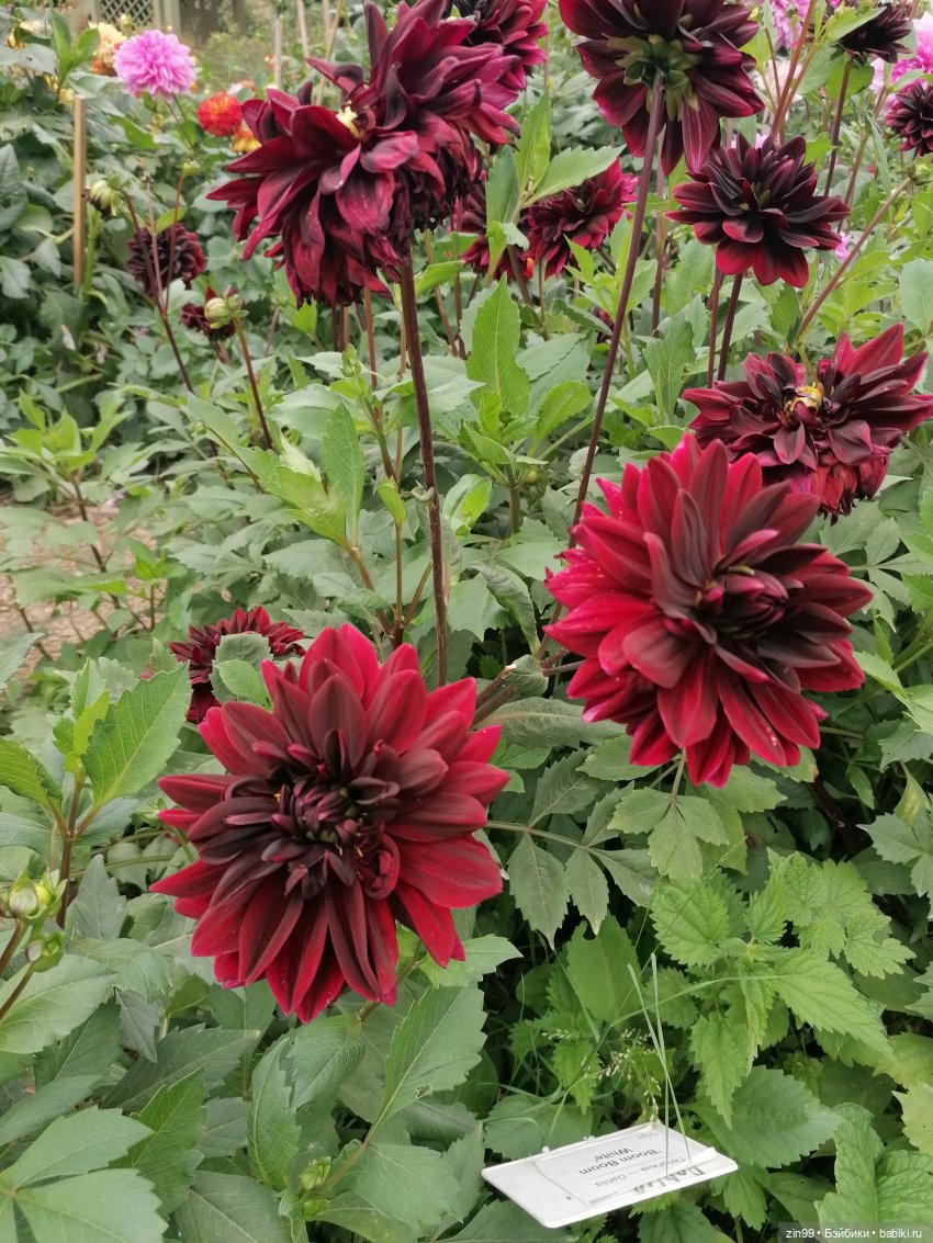 Аптекарский огород в августе