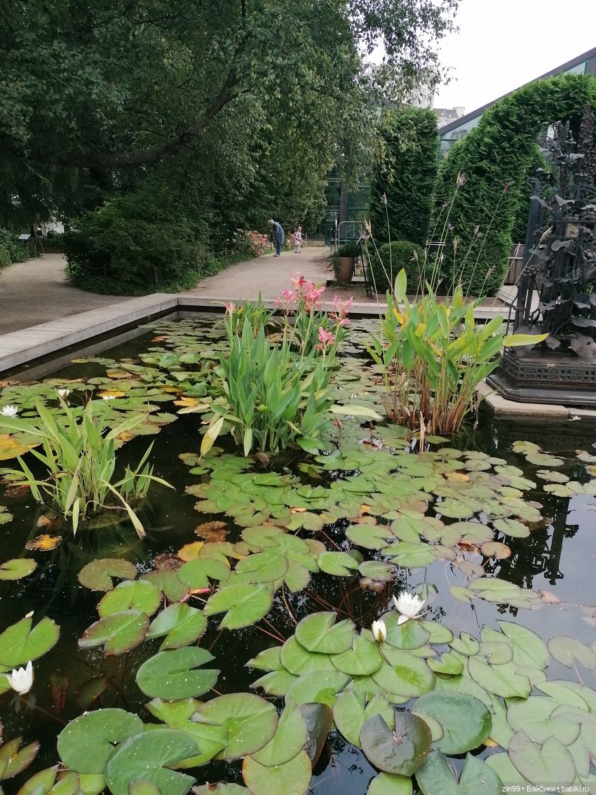 Аптекарский огород в августе