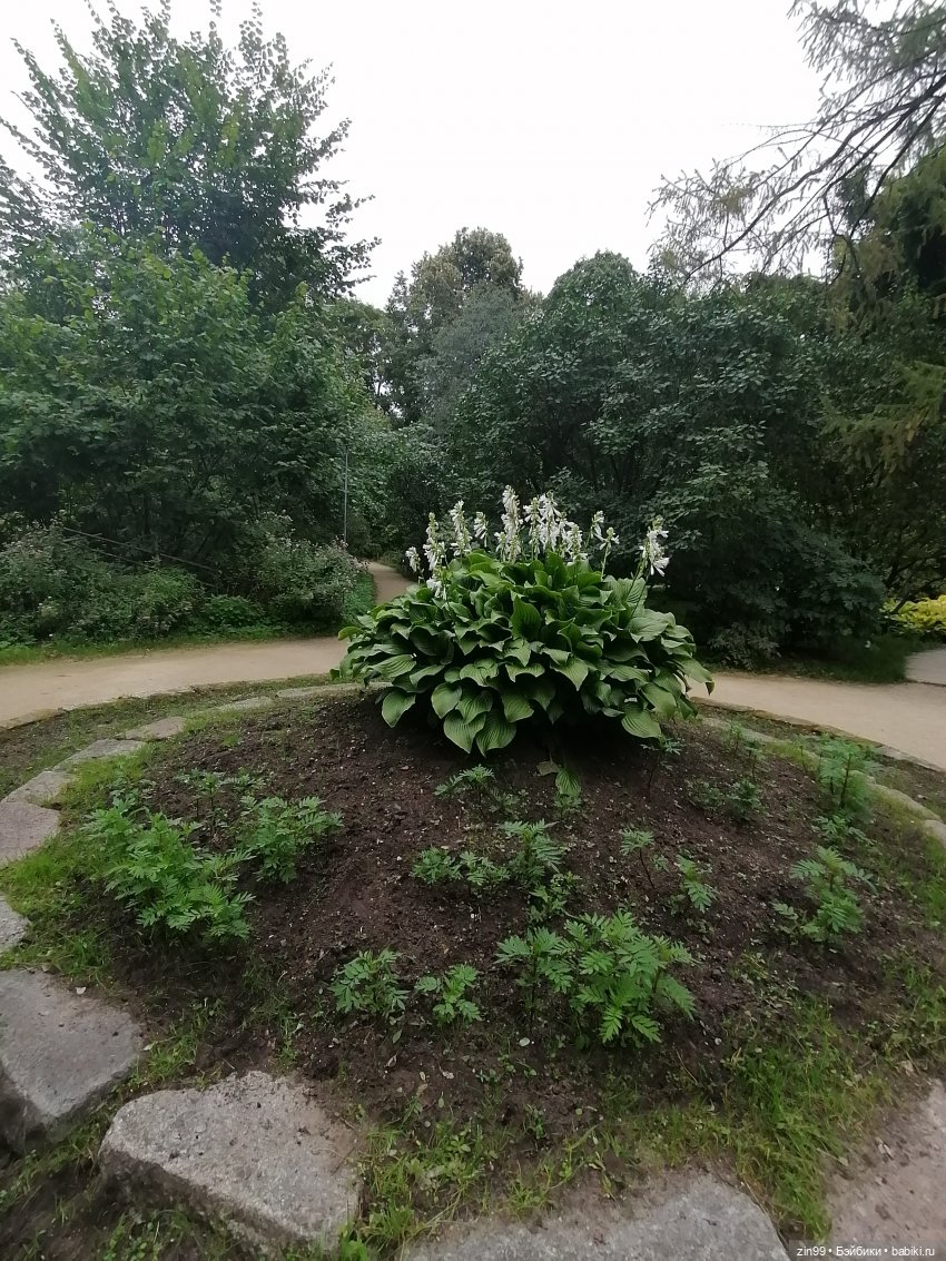 Аптекарский огород в августе