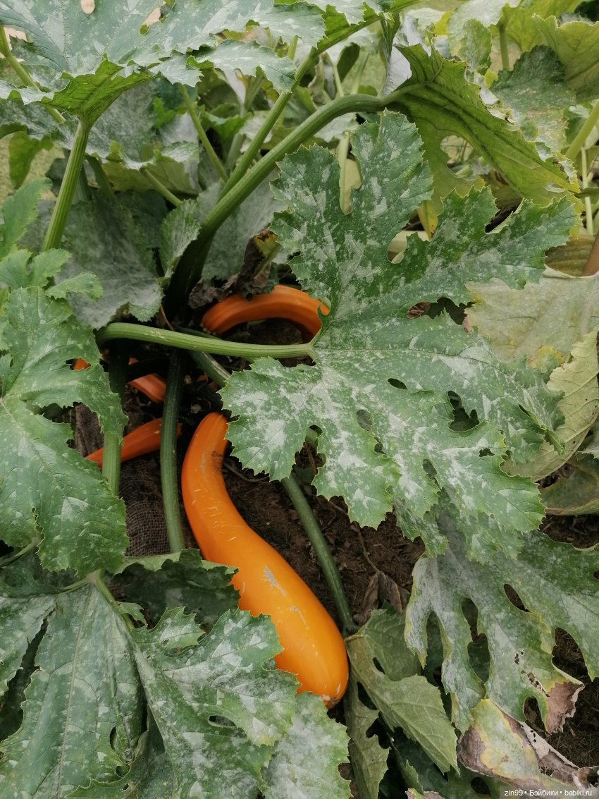 Аптекарский огород в августе