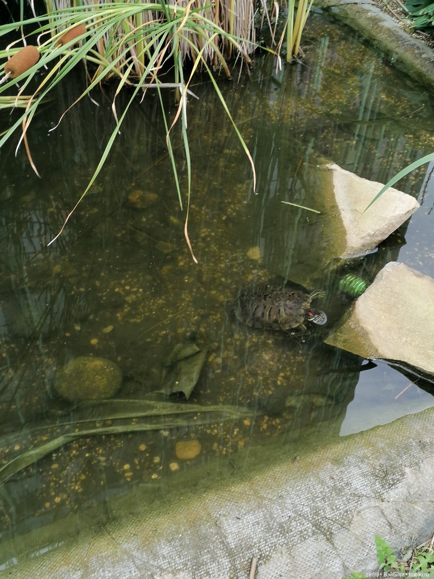 Аптекарский огород в августе