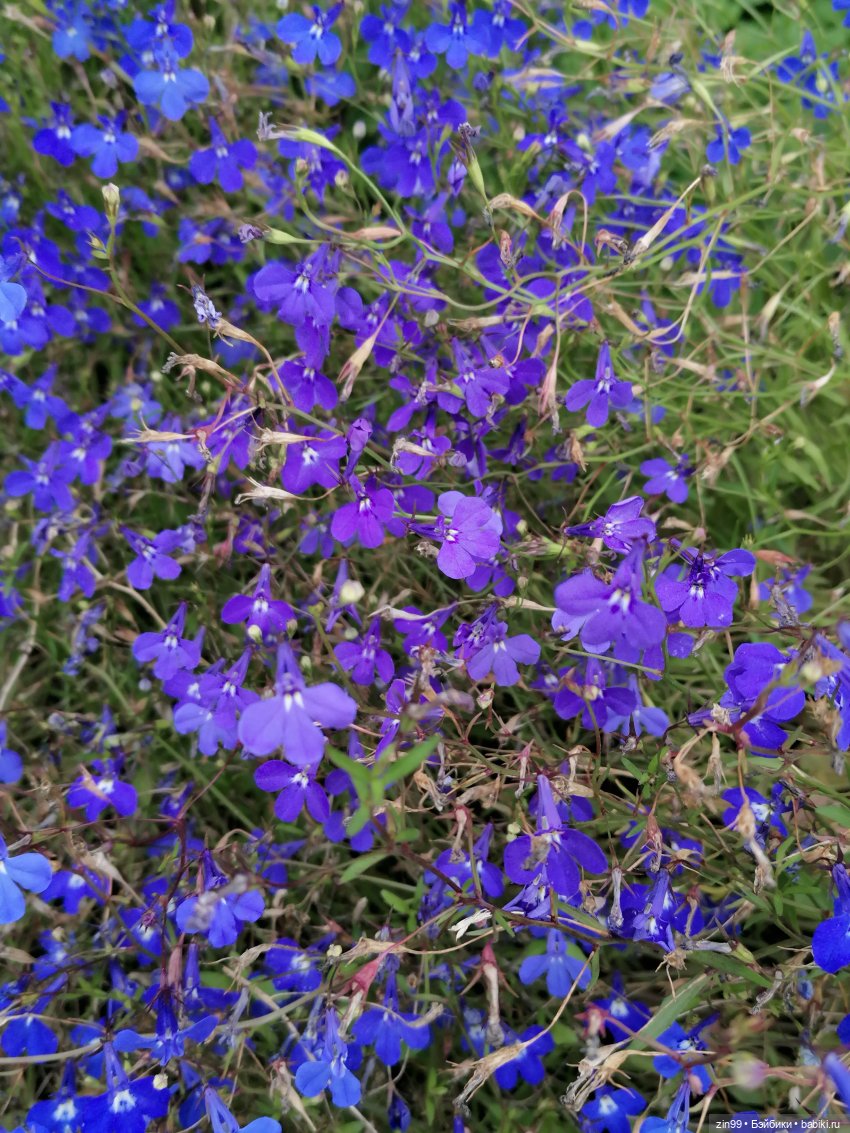 Аптекарский огород в августе