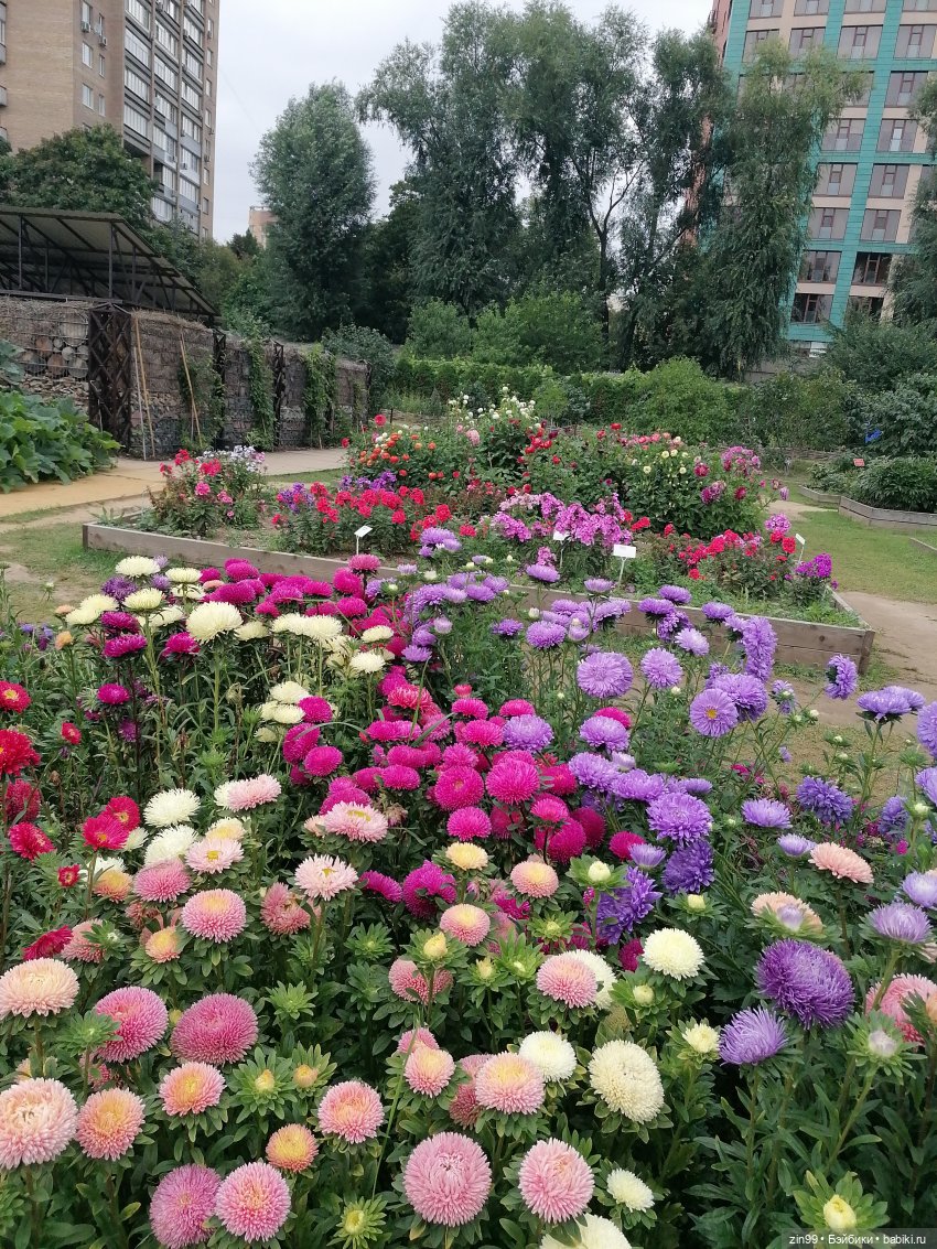 Аптекарский огород в августе