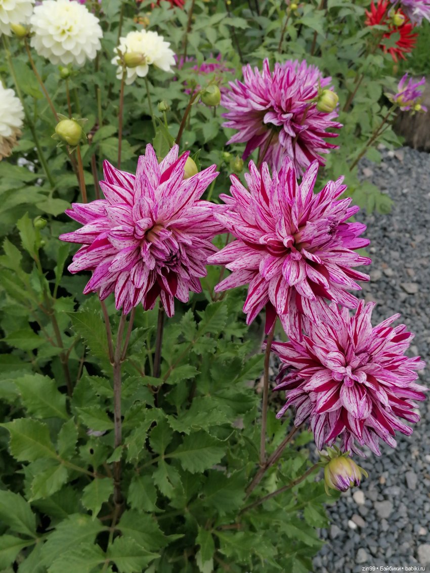 Аптекарский огород в августе