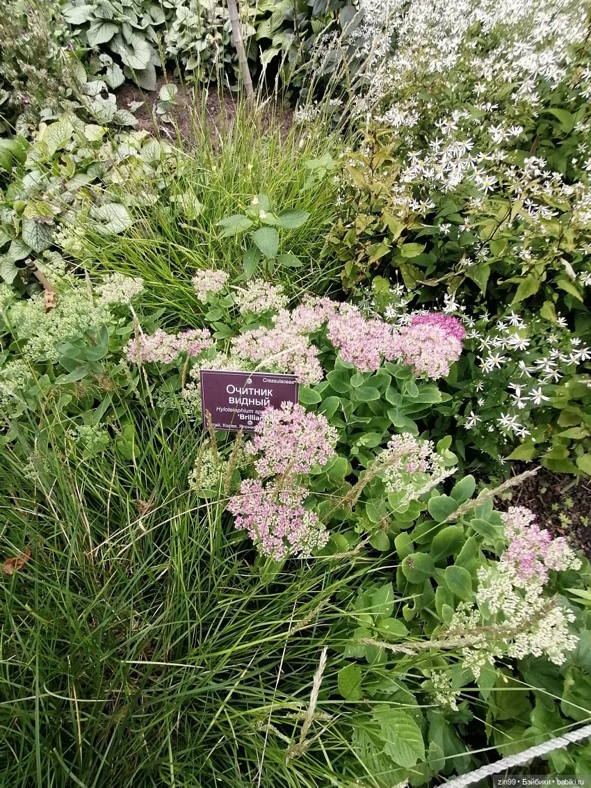 Аптекарский огород в августе