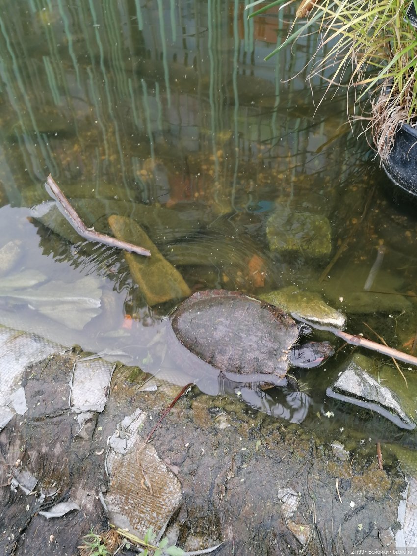 Аптекарский огород в августе