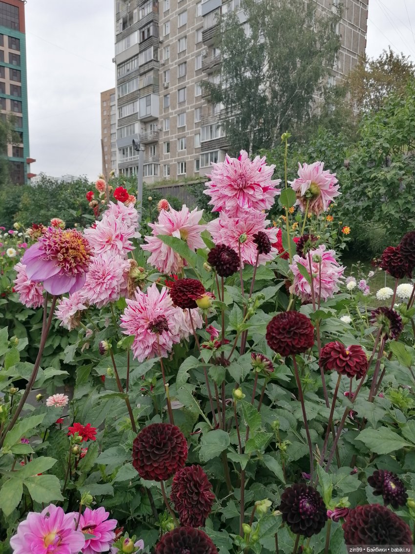 Аптекарский огород в августе