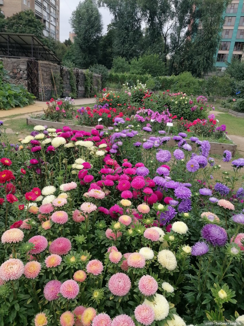 Аптекарский огород в августе