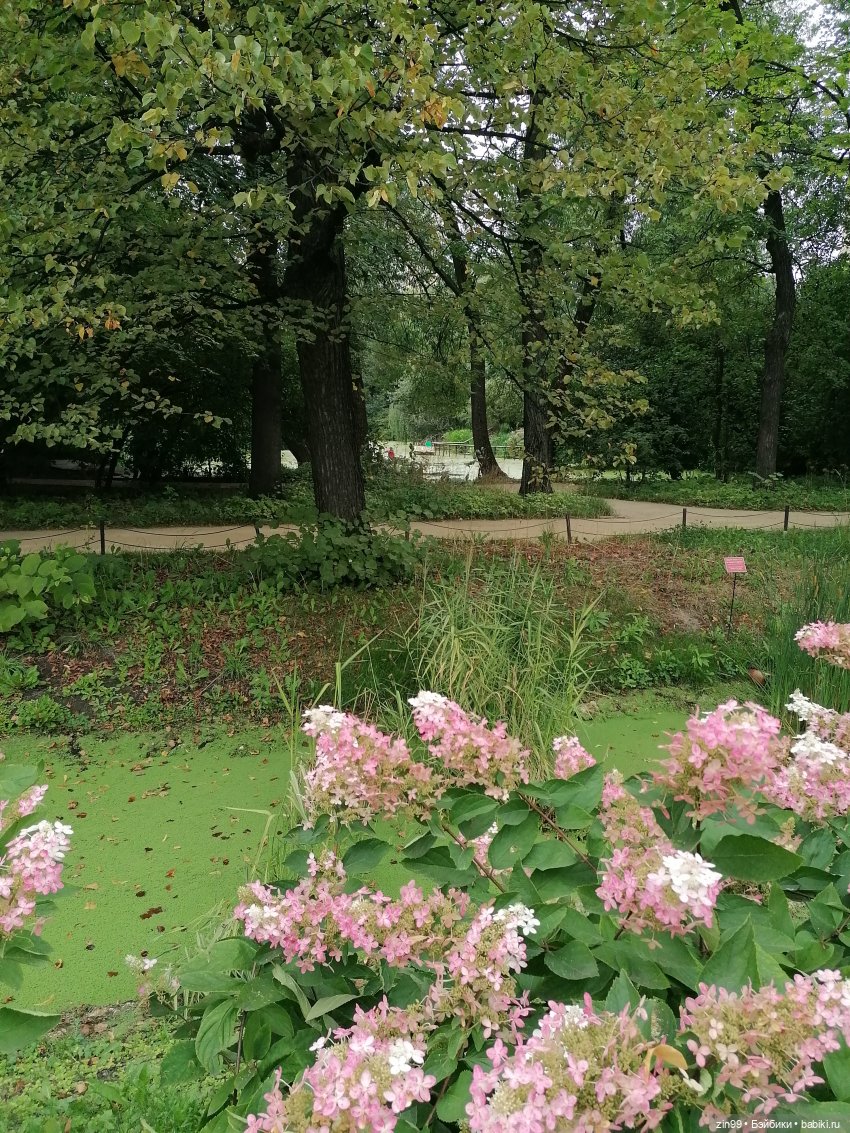 Аптекарский огород в августе