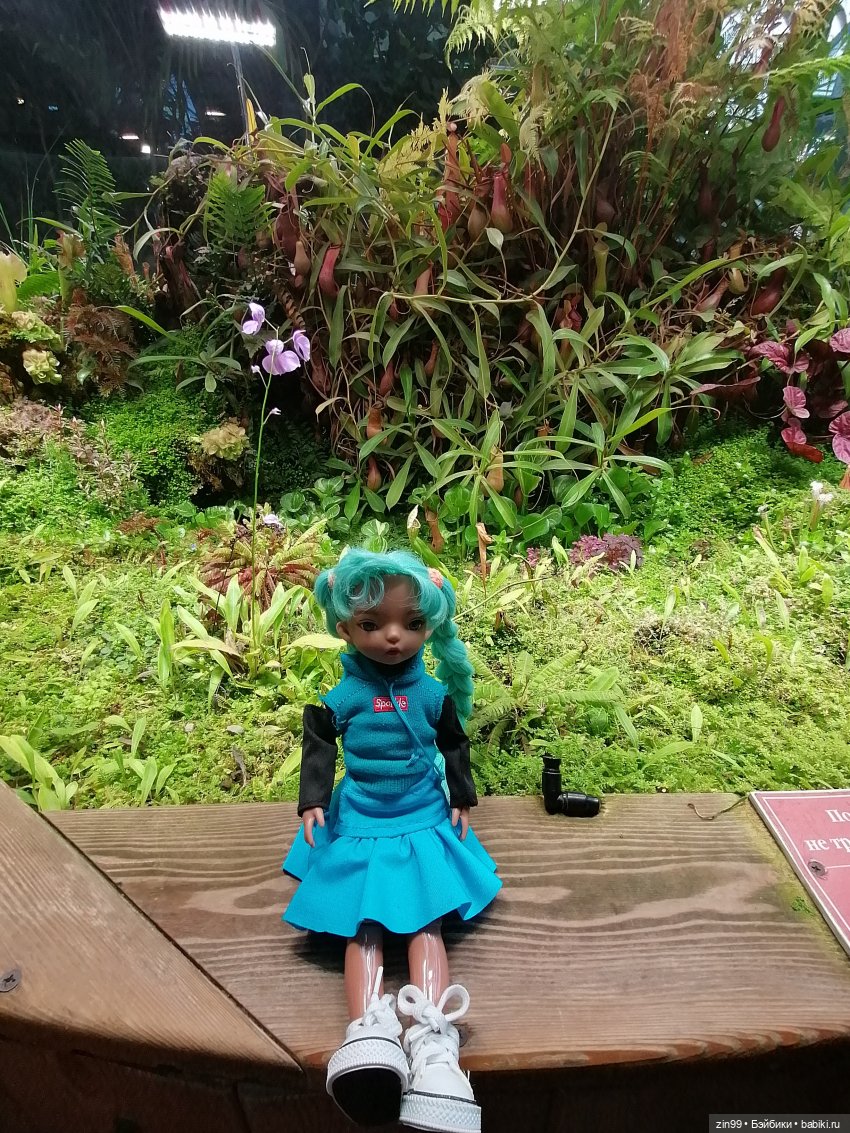 Аптекарский огород в августе