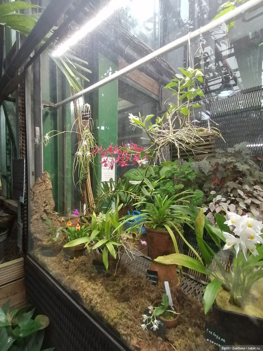 Аптекарский огород в августе