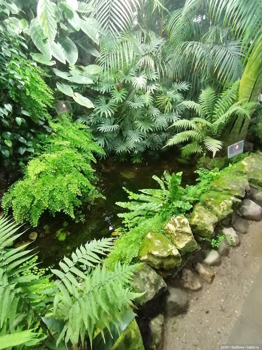 Аптекарский огород в августе