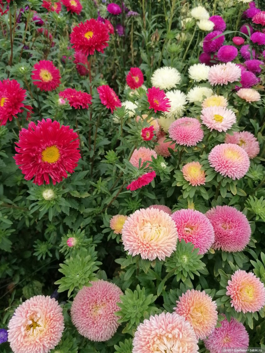 Аптекарский огород в августе