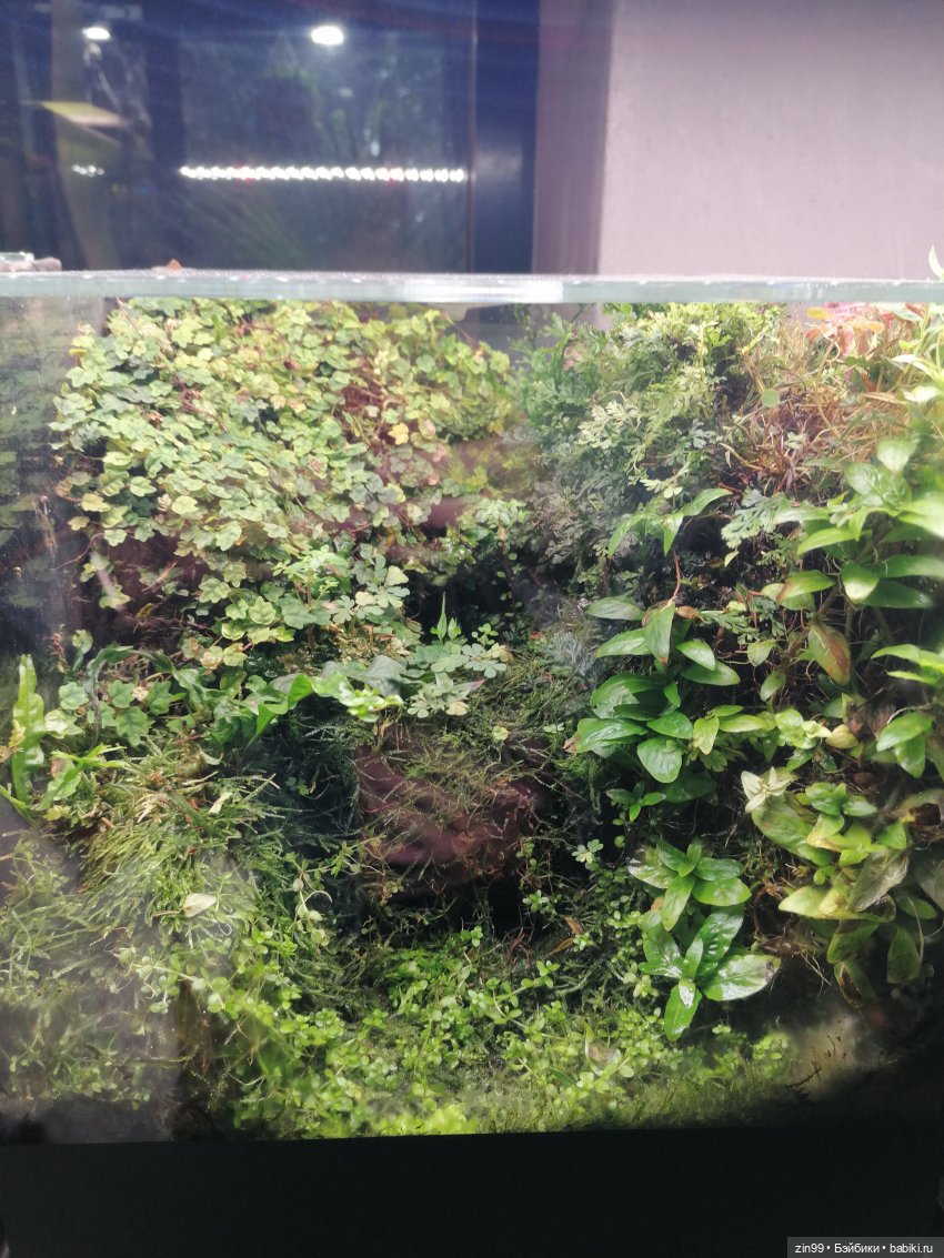 Аптекарский огород в августе