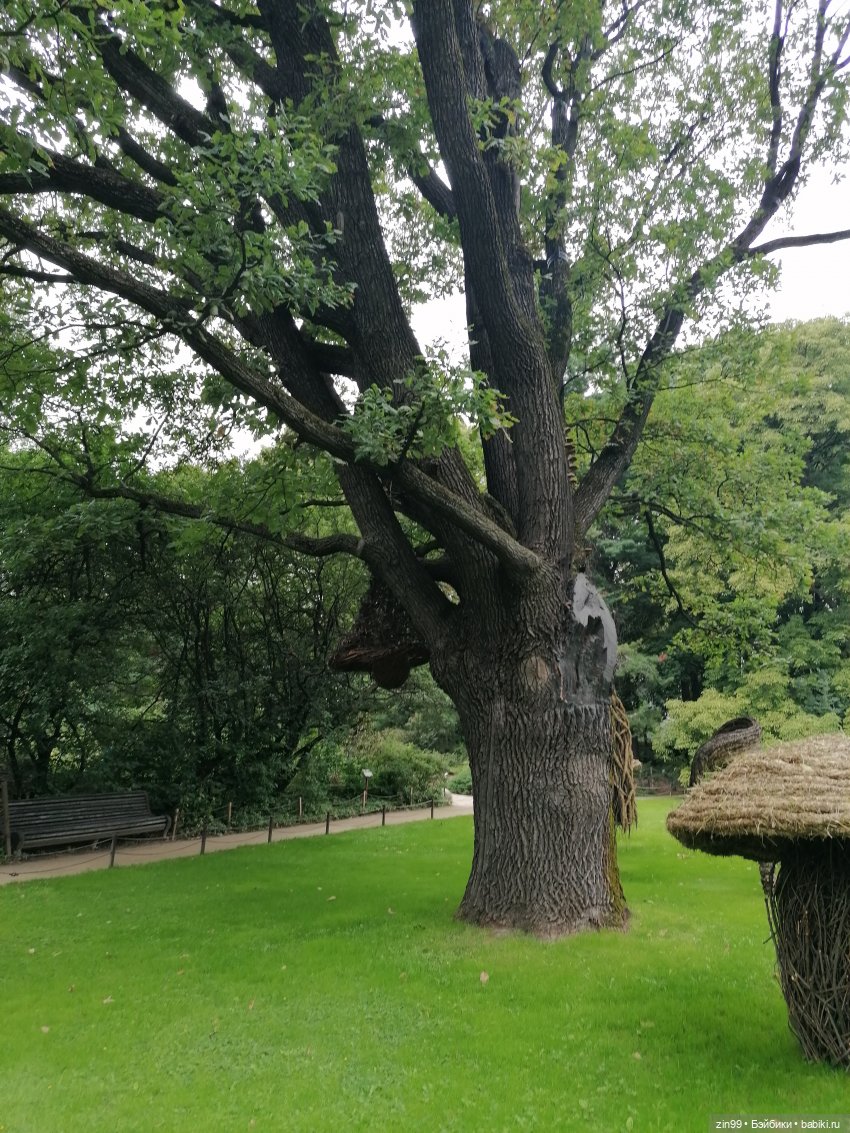 Аптекарский огород в августе