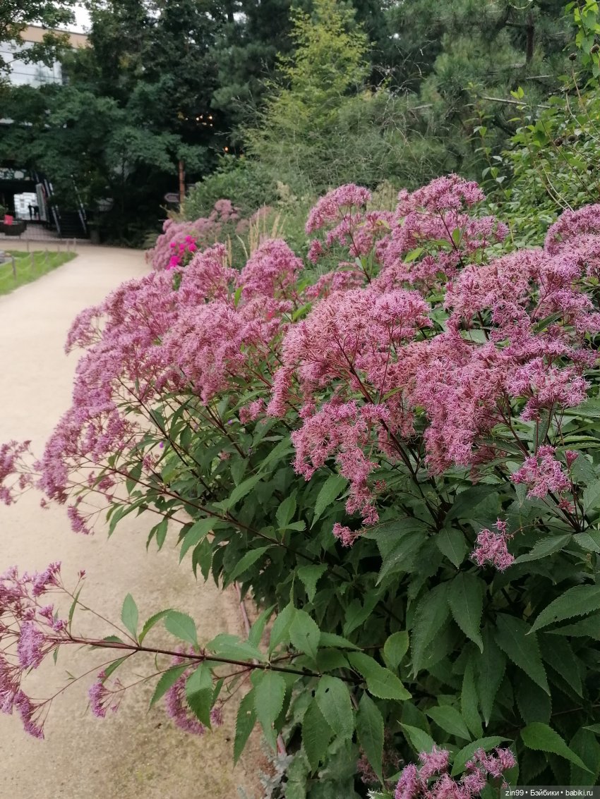 Аптекарский огород в августе (фото 10)