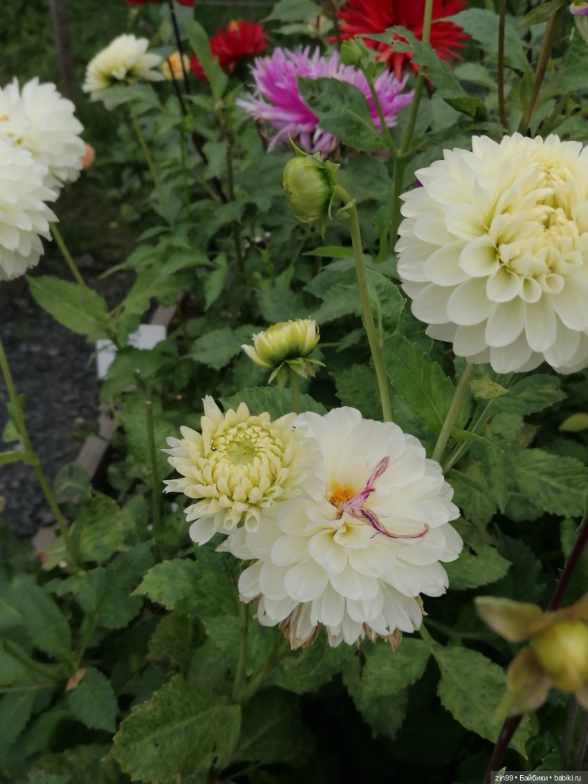 Аптекарский огород в августе