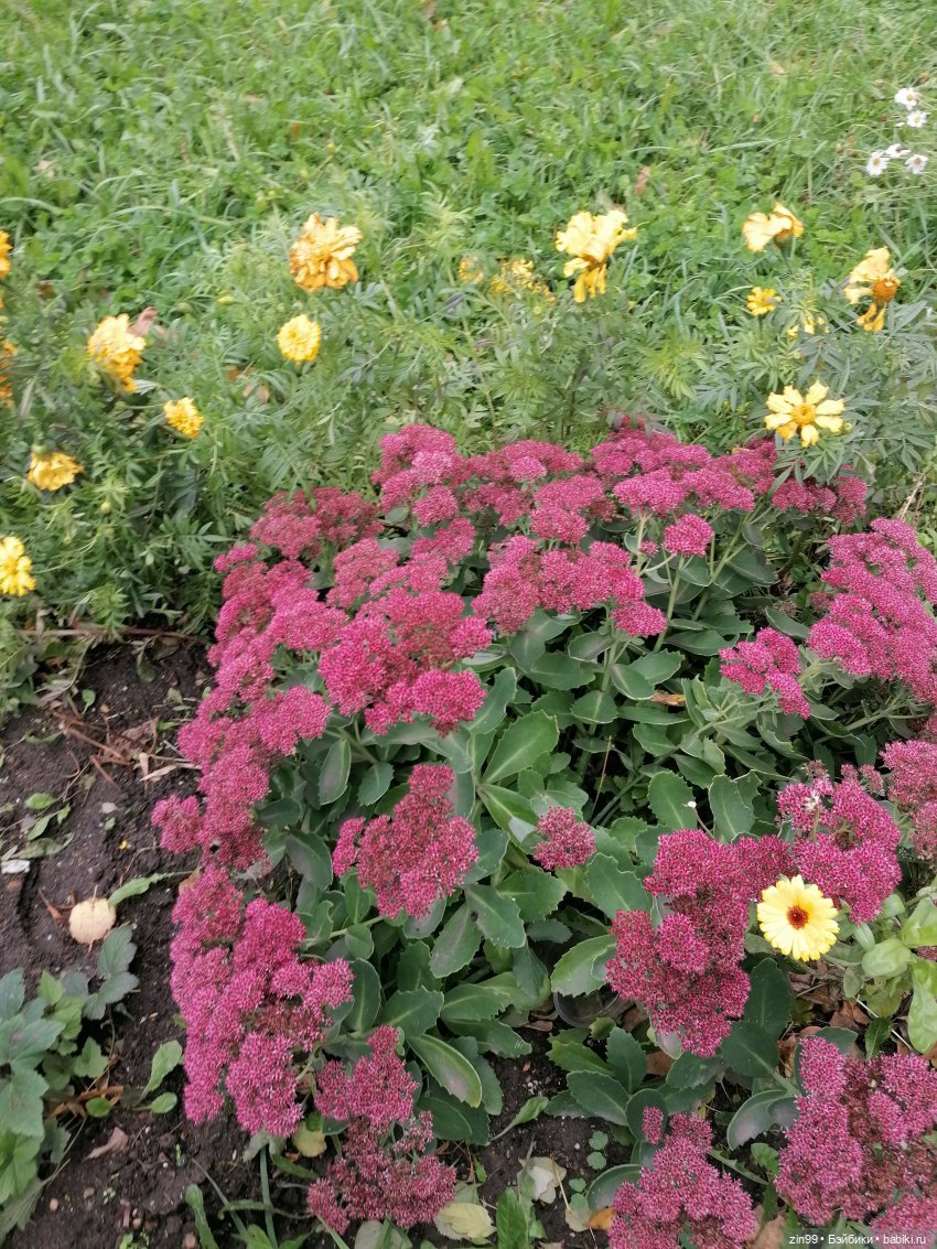 Осень и девочка — Коллекции шарнирных