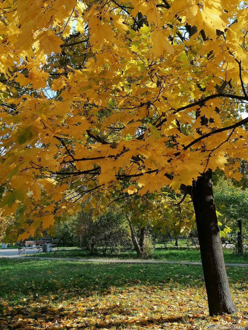 Осень в скверах и парках — Куклы Rainbow High (Рейнбоу Хай