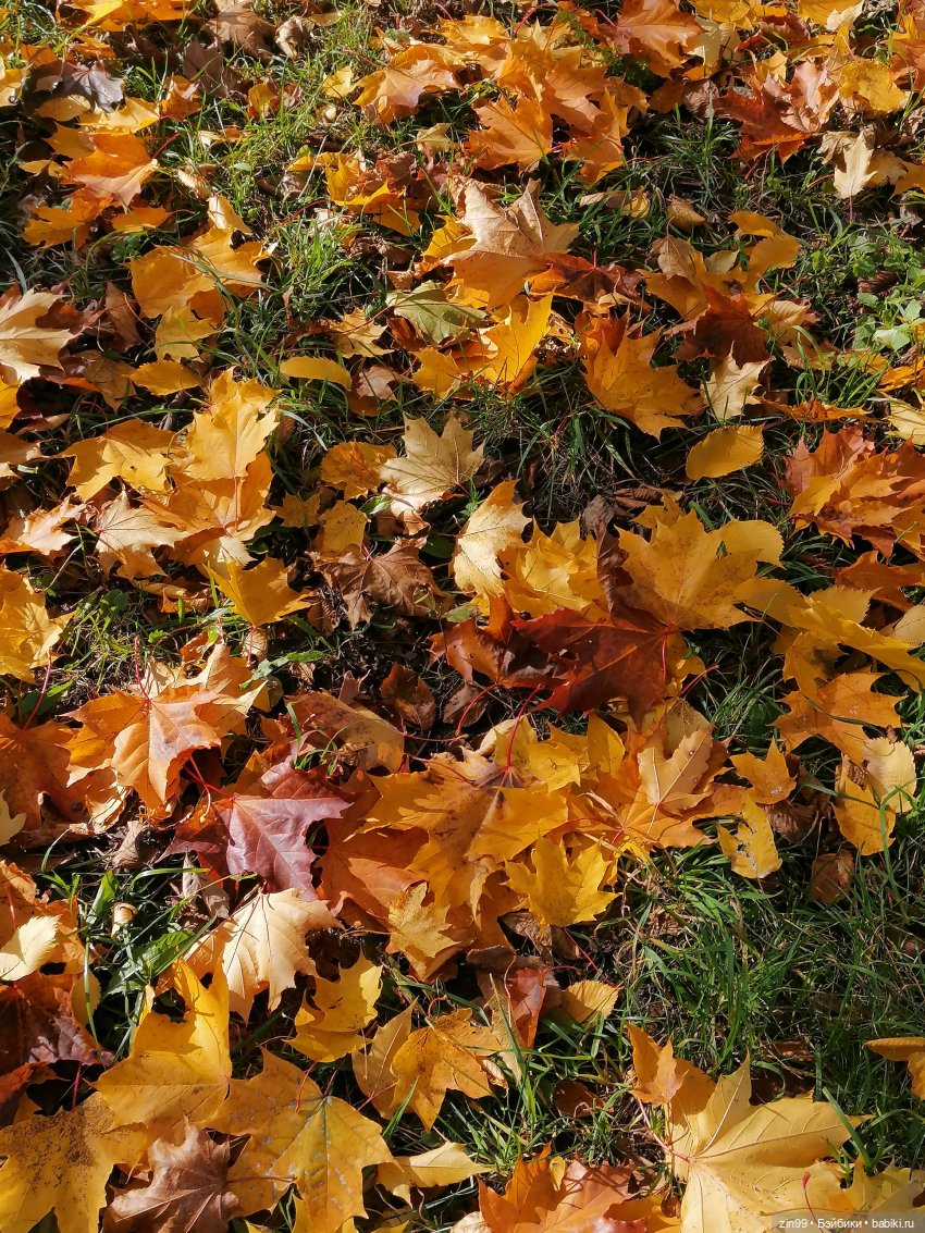 Осень в скверах и парках — Куклы Rainbow High (Рейнбоу Хай