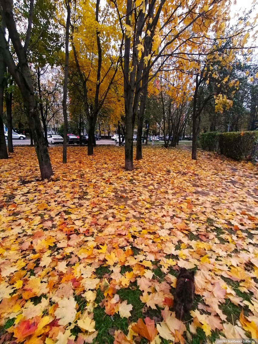 Осень в скверах и парках — Куклы Rainbow High (Рейнбоу Хай