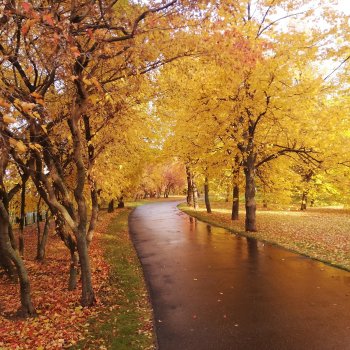 Осень в скверах и парках
