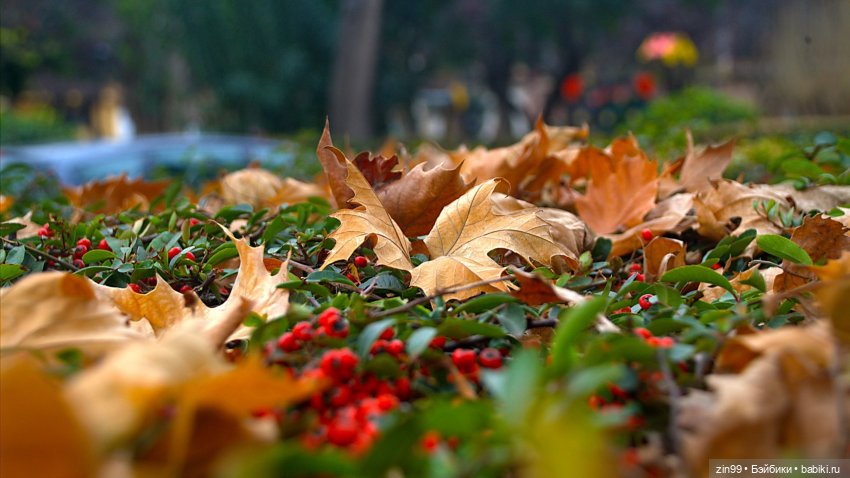Девочки осенью — Домашние коллекции кукол: фото собраний (фото 10)