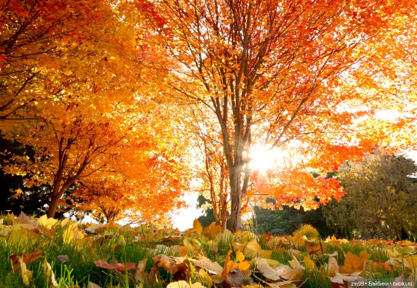 Девочки осенью — Домашние коллекции кукол: фото собраний