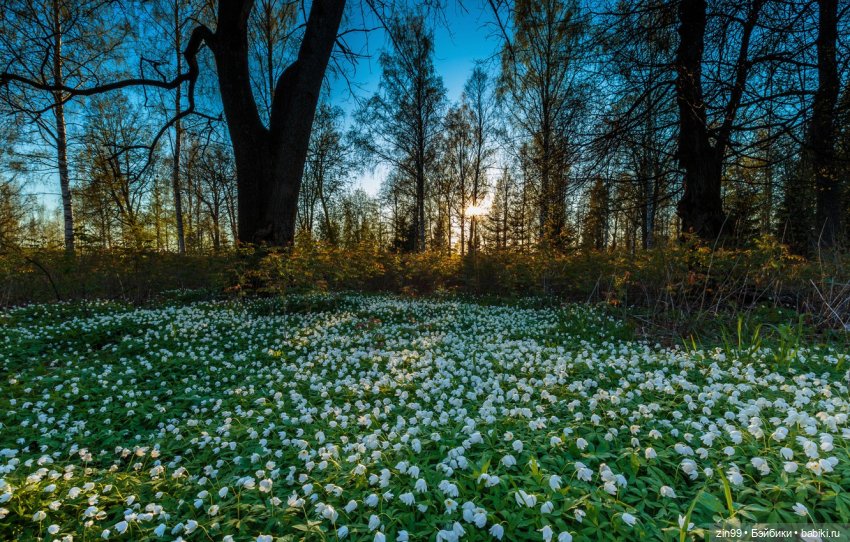 Праздник весной 20 марта — Красивая природа и цветы: фото пейзажей (фото 9)