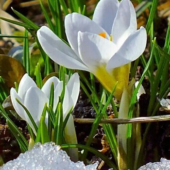 Праздник весной 20 марта