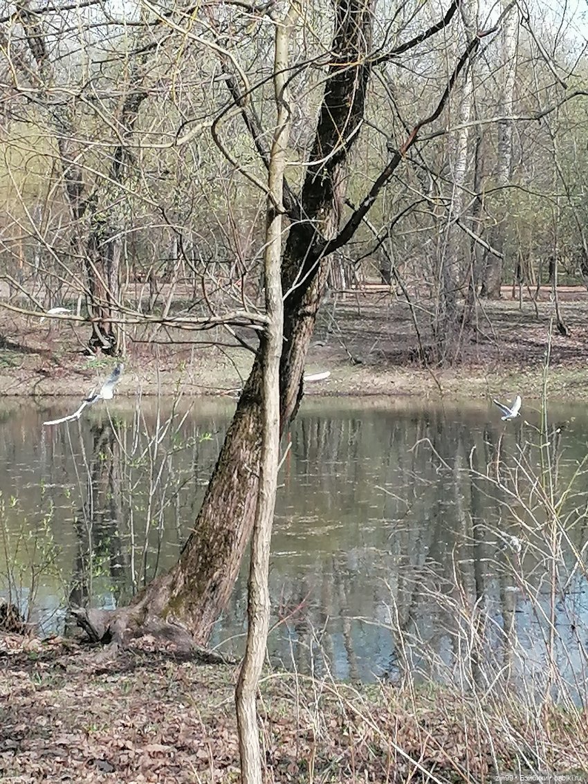 Просто весна и кукла — Куклы Kidz'n'Cats (Соня Хартман): шарнирные 46 см (фото 3)