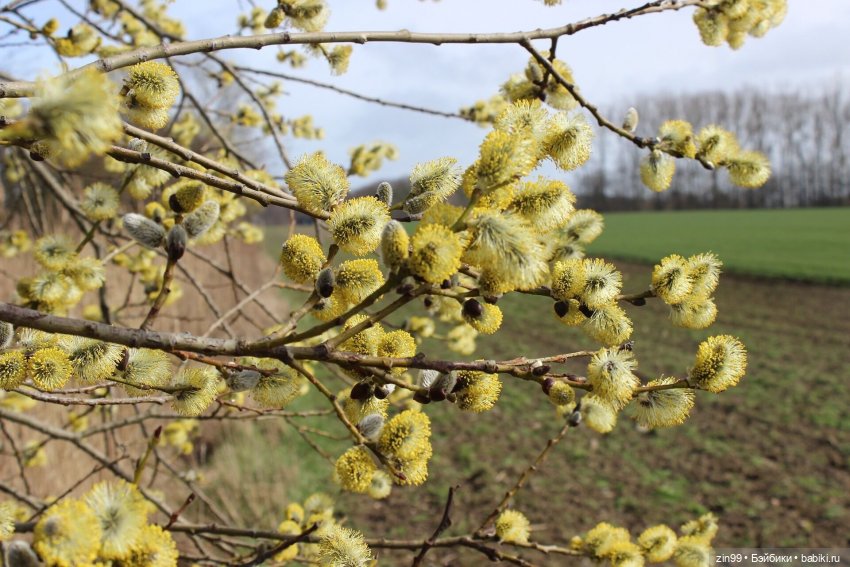 Просто весна и кукла — Куклы Kidz'n'Cats (Соня Хартман): шарнирные 46 см