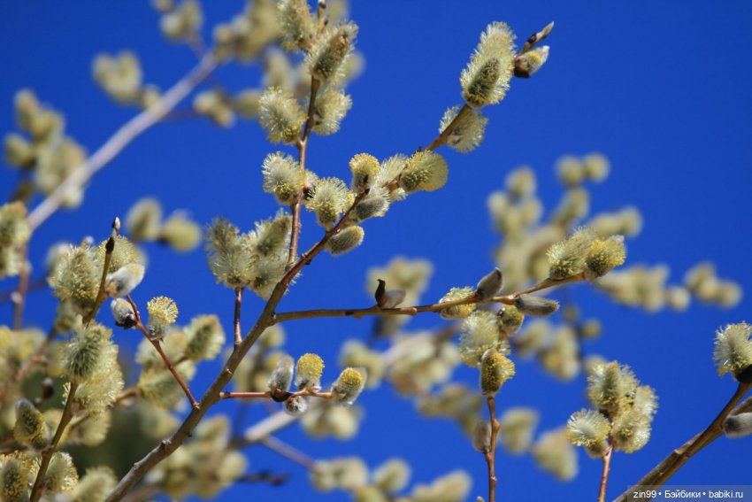 Просто весна и кукла — Куклы Kidz'n'Cats (Соня Хартман): шарнирные 46 см