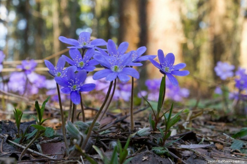 Просто весна и кукла — Куклы Kidz'n'Cats (Соня Хартман): шарнирные 46 см