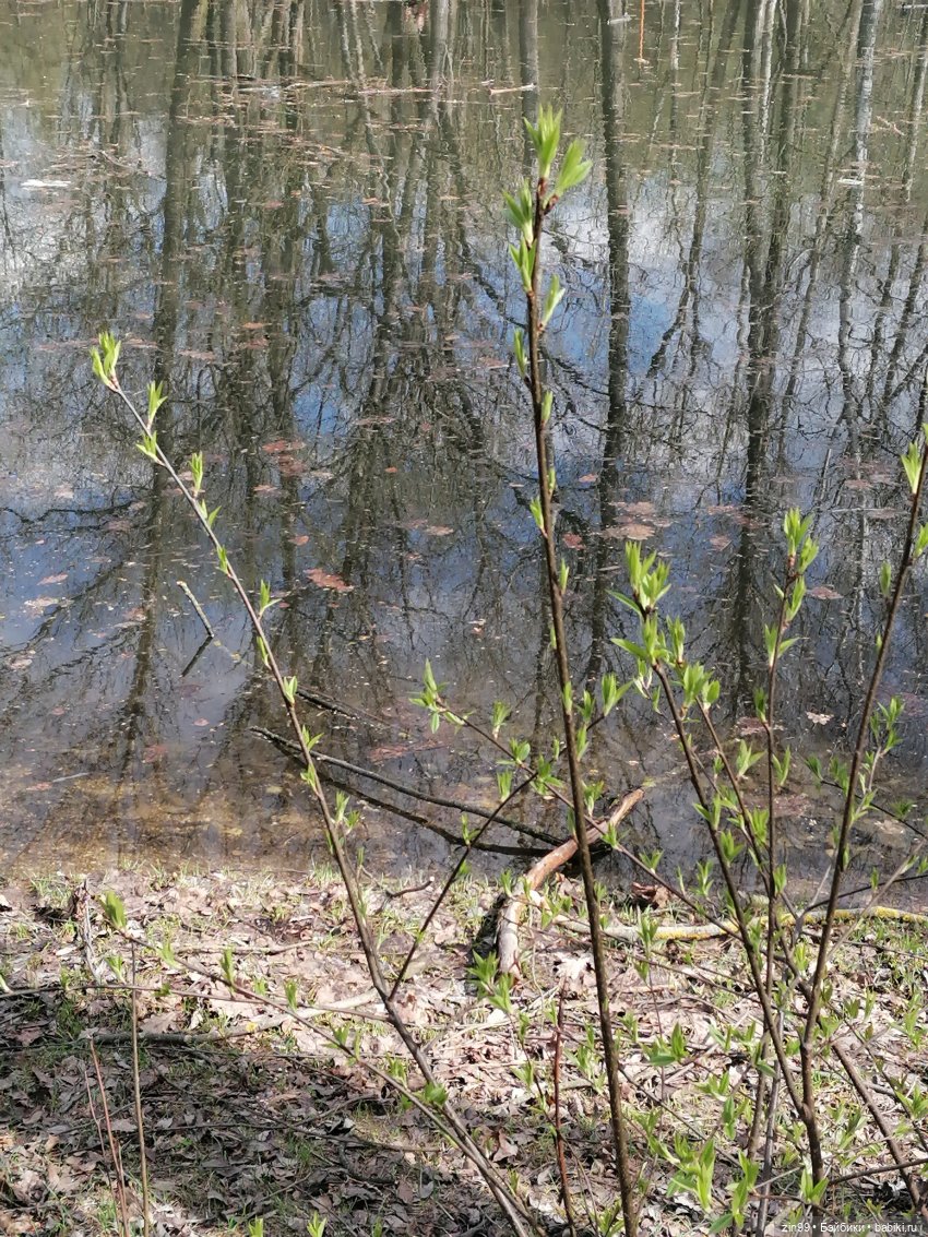 Просто весна и кукла — Куклы Kidz'n'Cats (Соня Хартман): шарнирные 46 см