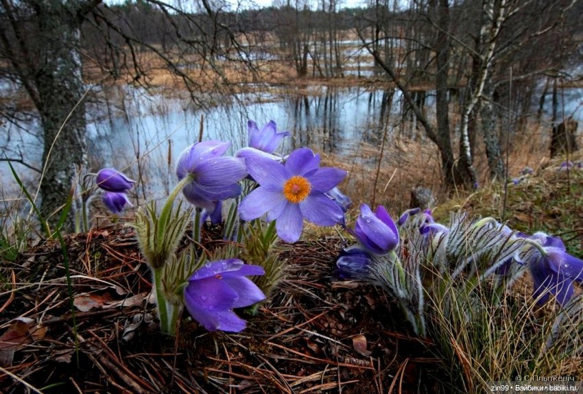 Просто весна и кукла — Куклы Kidz'n'Cats (Соня Хартман): шарнирные 46 см